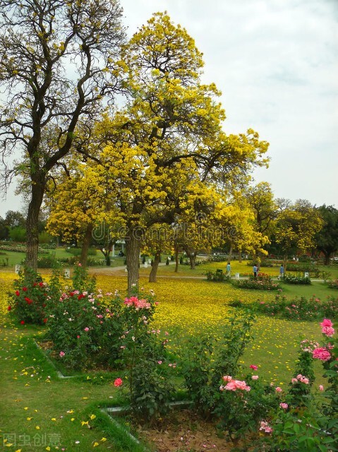 玫瑰花是爱情的象征还是祝福,玫瑰花表达爱情的最佳象征