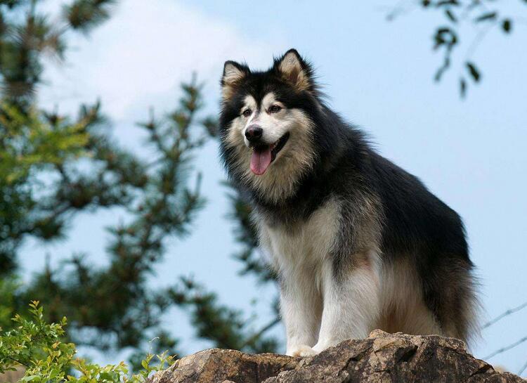 养阿拉斯加的好处,阿拉斯加犬好养吗优缺点有哪些