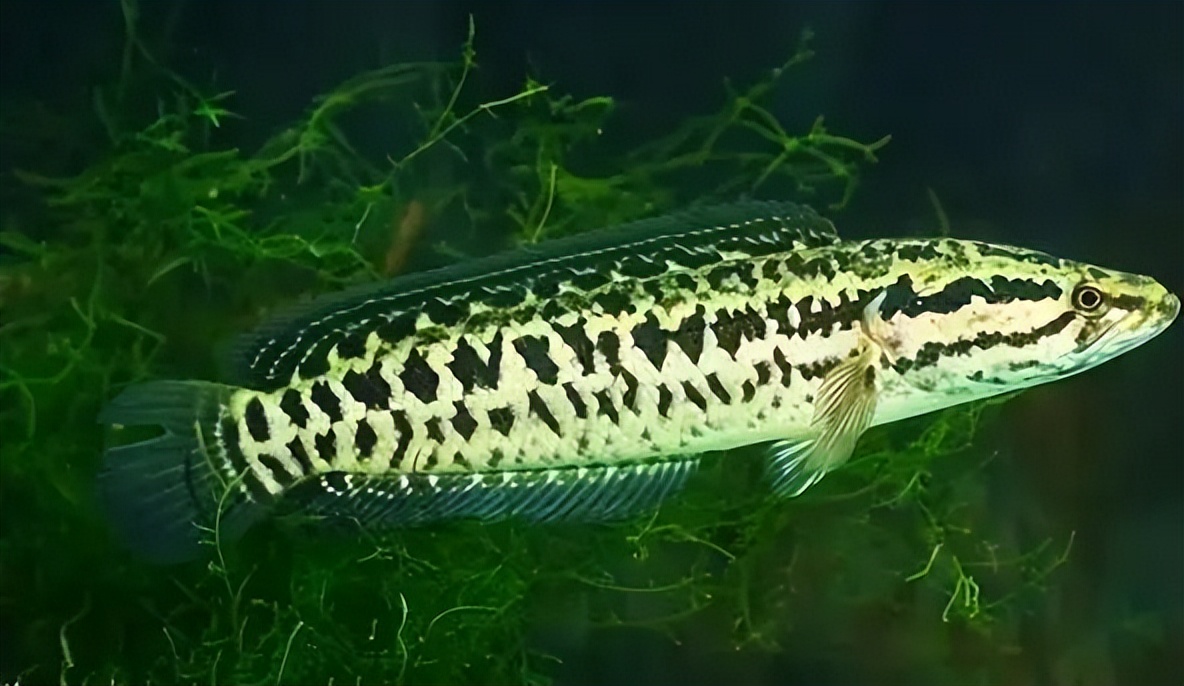 现在怎么钓乌鱼技巧图解,乌鱼最好钓的方法