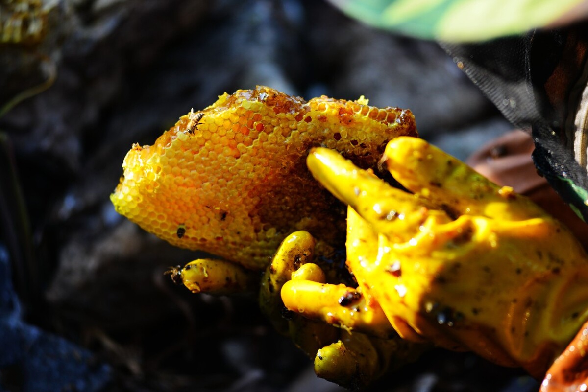 纯天然蜂蜜0添加真假辨别方法,蜂蜜会结晶吗怎么识别真假蜂蜜