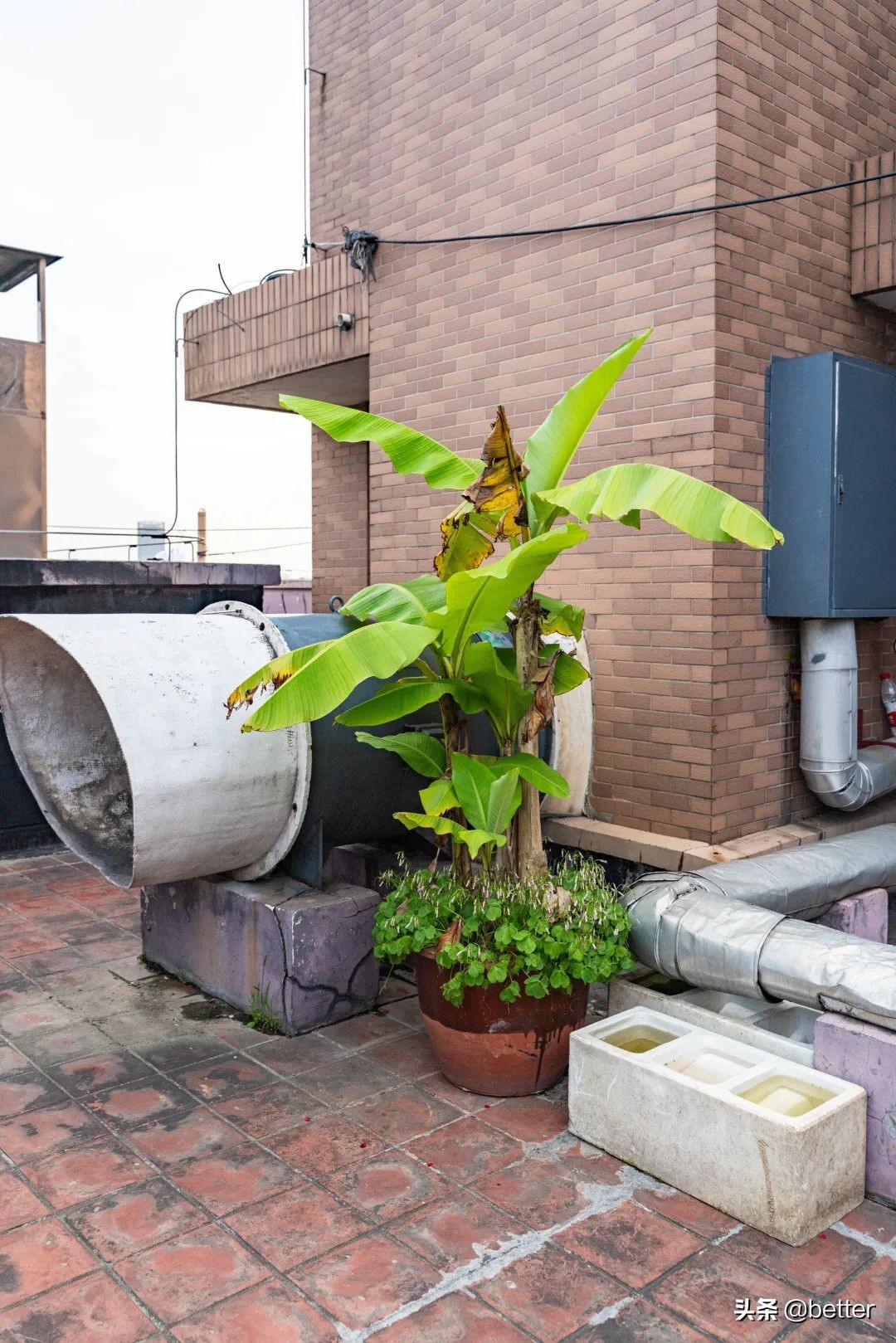 公交车爬楼顶,公交车飞上了楼顶