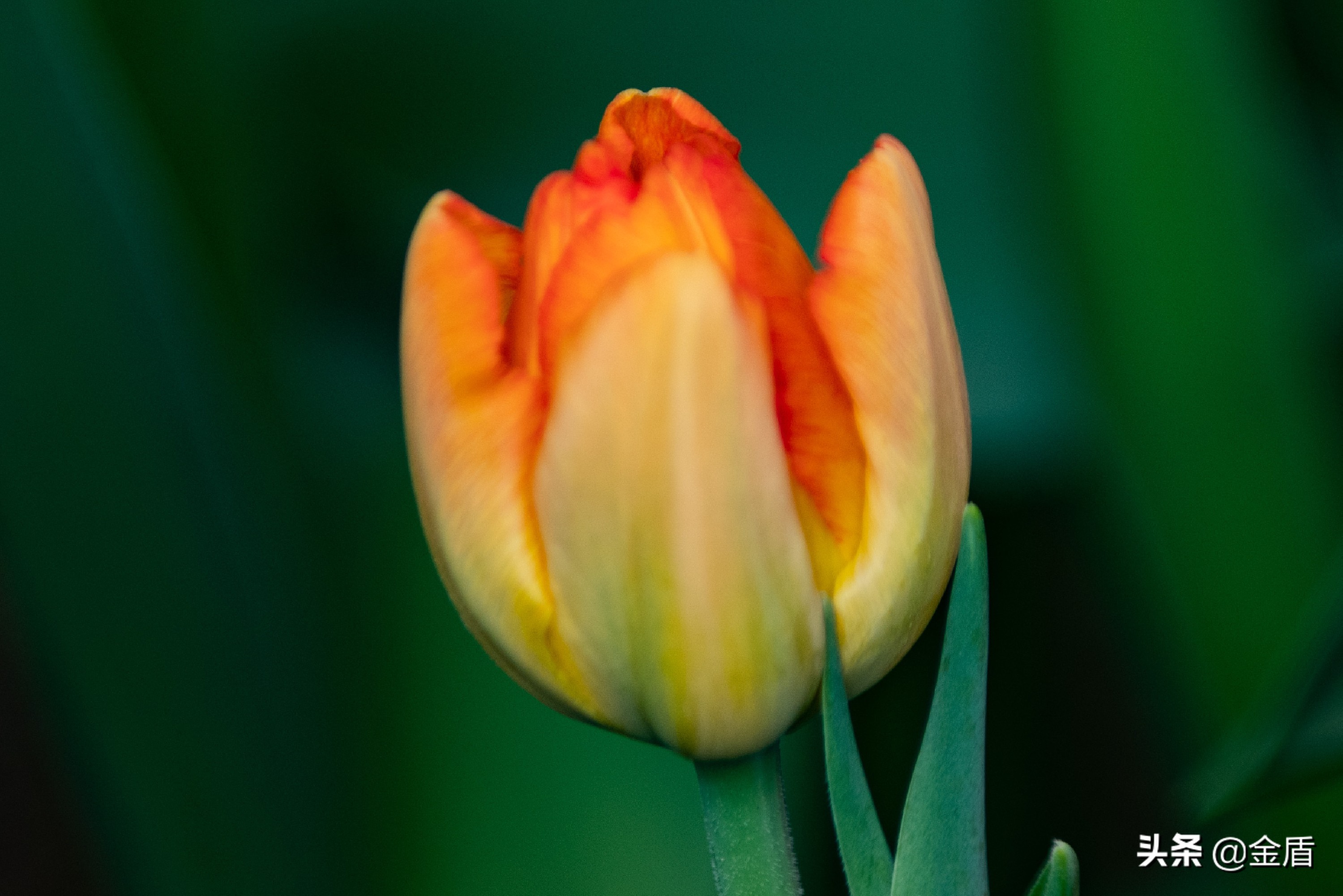 花中皇后郁金香全集,花西夫人郁金香