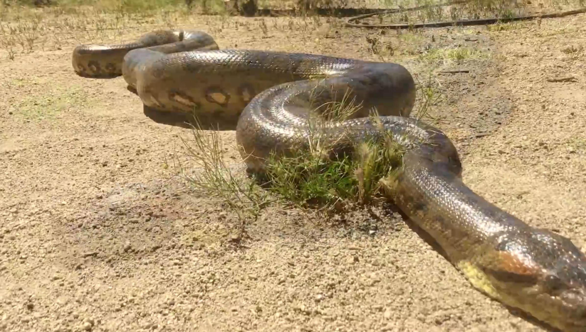 如果人被蟒蛇吞下是否有机会逃生,被蟒蛇吞下的自救方法