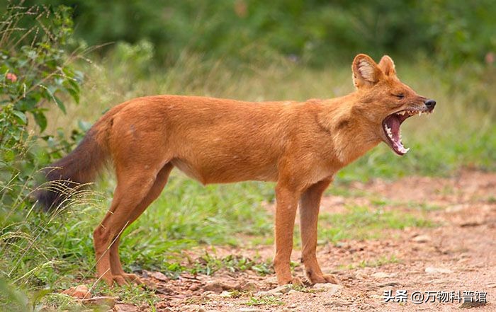 祁连山发现8只“红狗”!被称为猛兽之首,它真敢猎杀老虎?