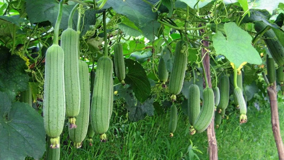 丝瓜和秋葵哪个好吃,丝瓜和秋葵哪个营养更高