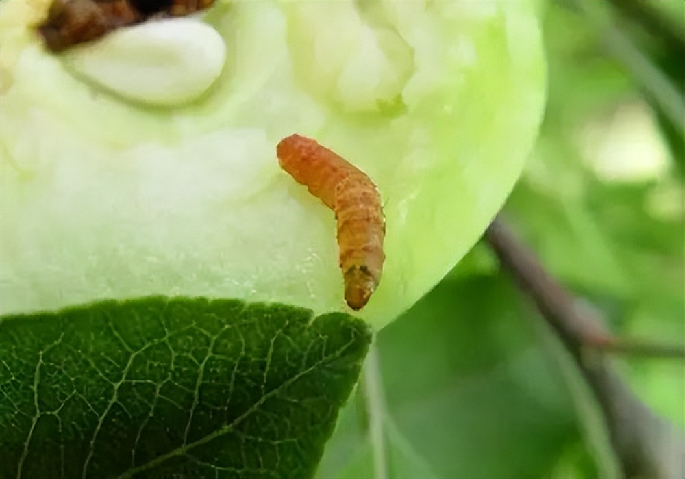 杀虫效果持久的农药,杀虫好的药物