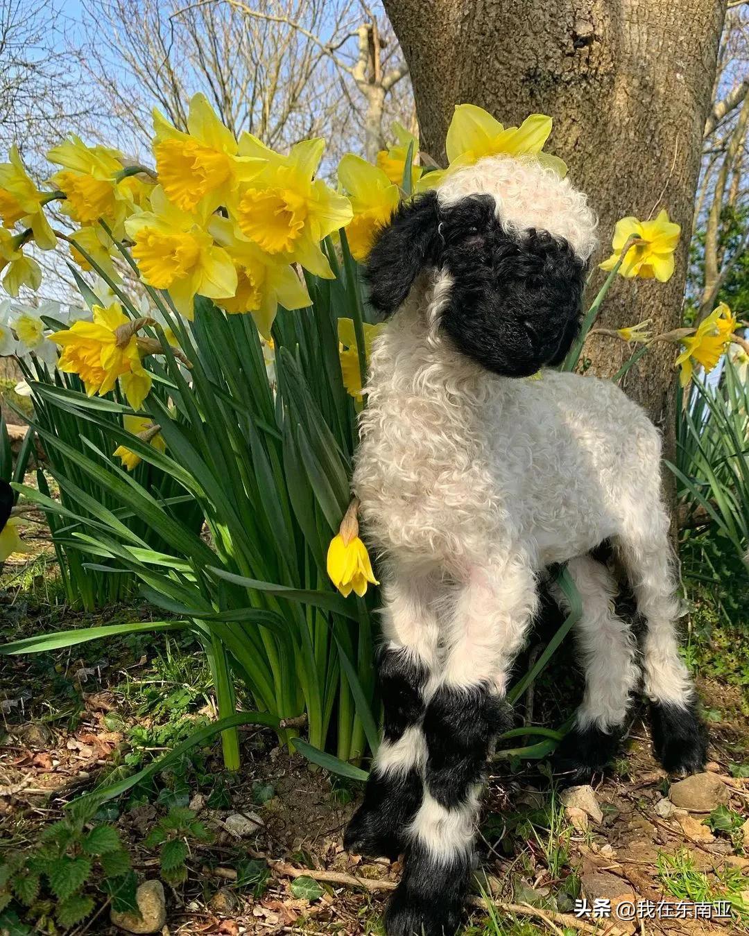 玩具黑山羊,黑鼻羊玩具