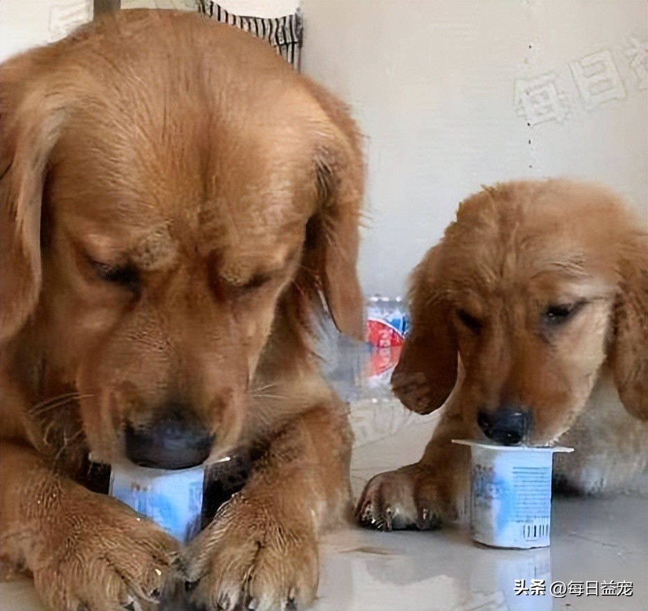 金毛调皮咬破酸奶，主人心软整盒赏给它，结果家里就变成这样了