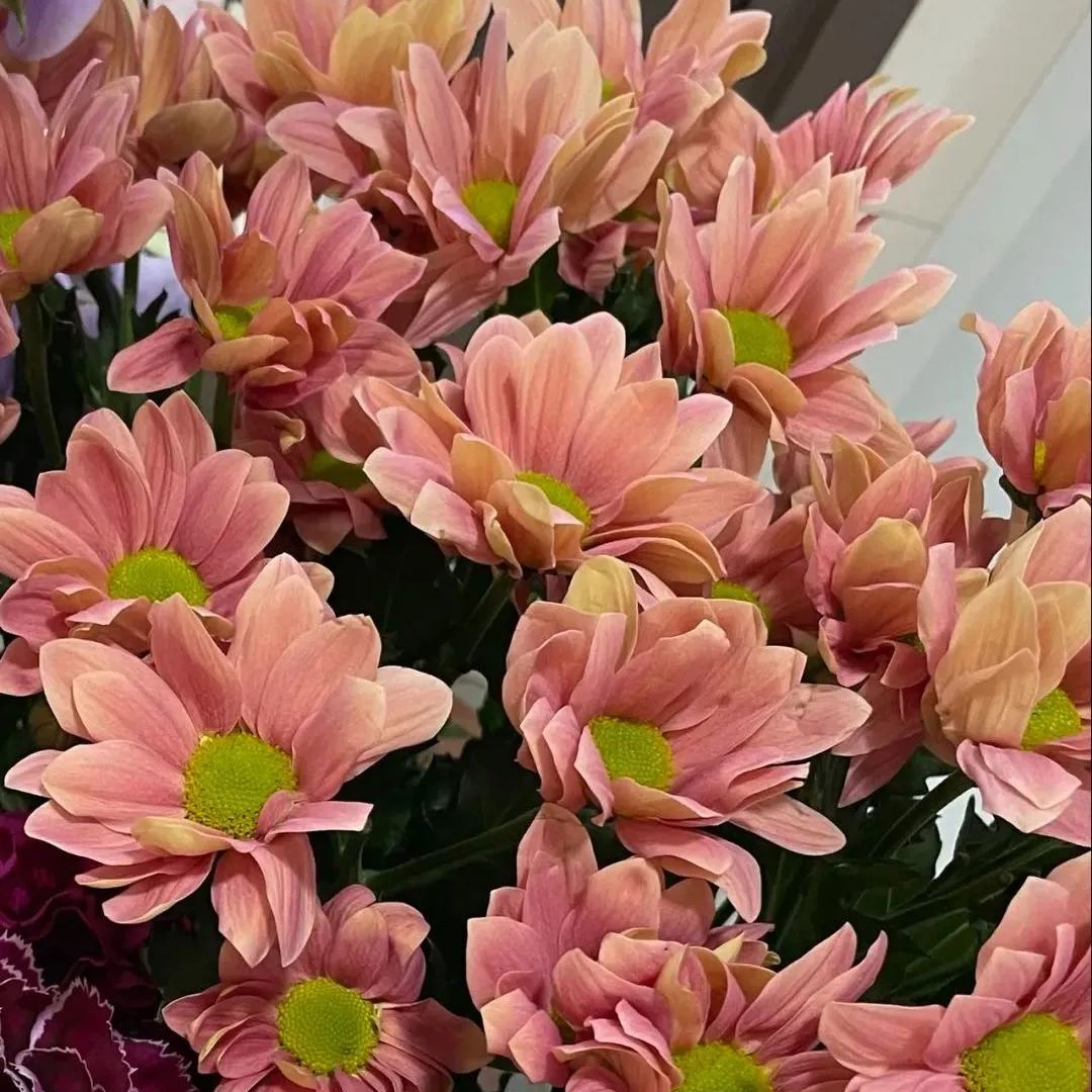 新手必看鲜花养护攻略,鲜花在水里能养几天会死