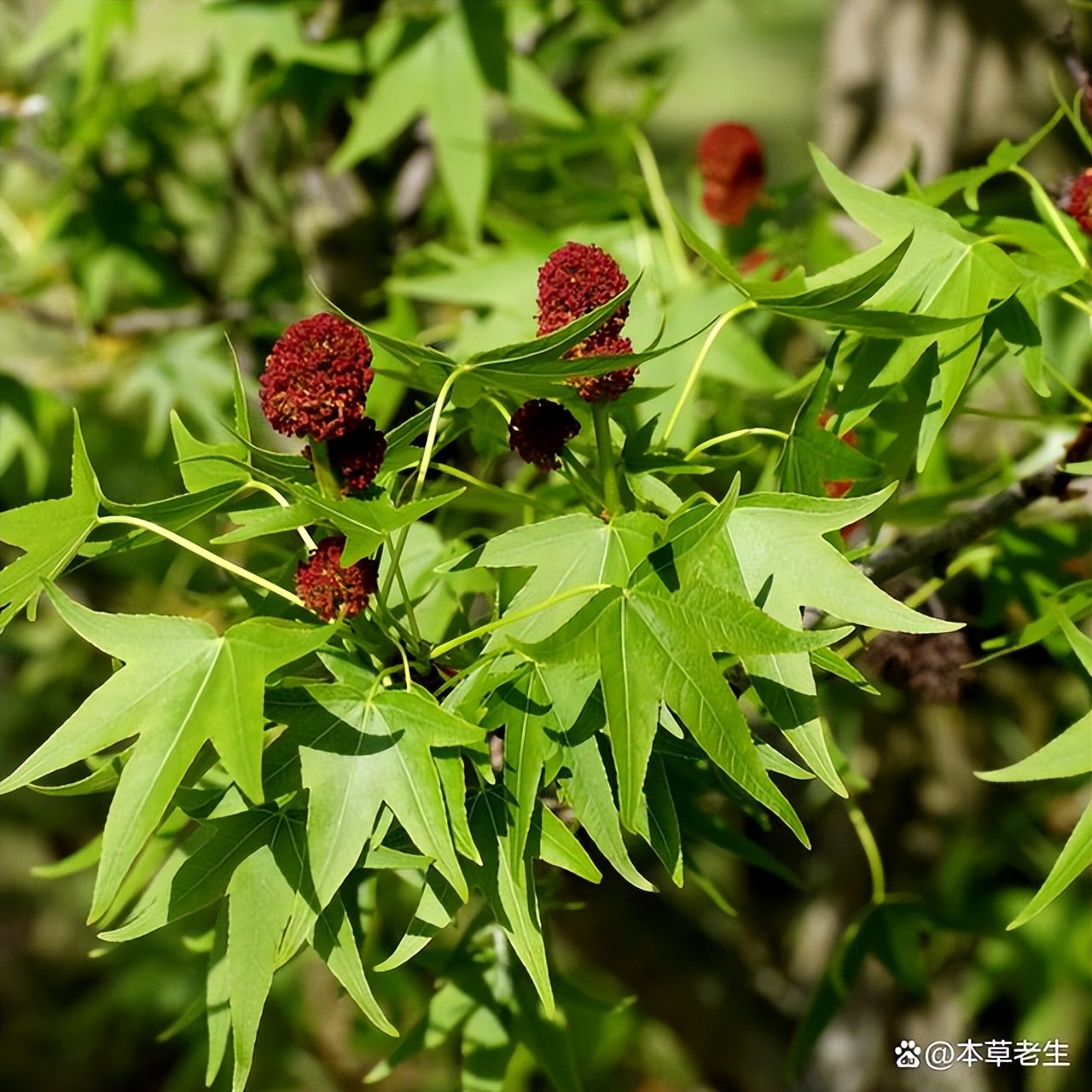 苏合香真假,苏合香哪个产地的最好