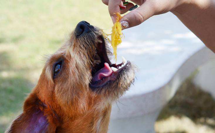 狗狗不停舔舐毛发,狗狗舔舐主人是什么意思