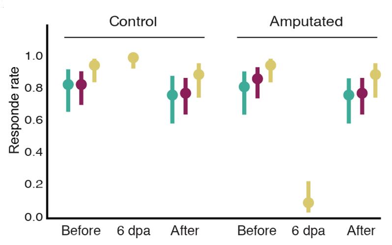 甲壳类动物断肢能再生吗,甲壳类动物肢体再生