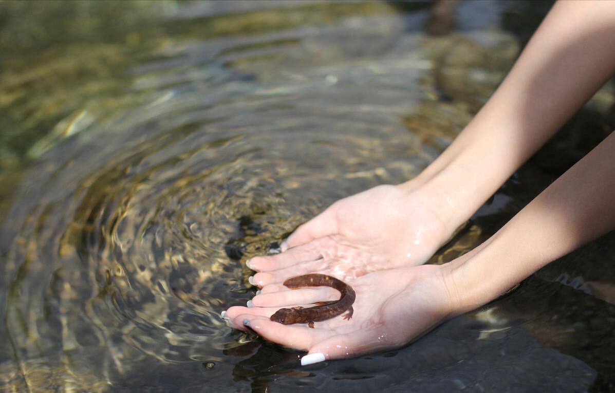 中国的娃娃鱼图片和特征,我国发现纯种野生娃娃鱼
