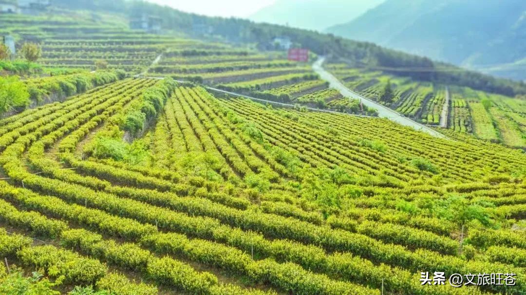 旺苍六大茶乡,个个香飘万里!看看你最熟悉哪几个?