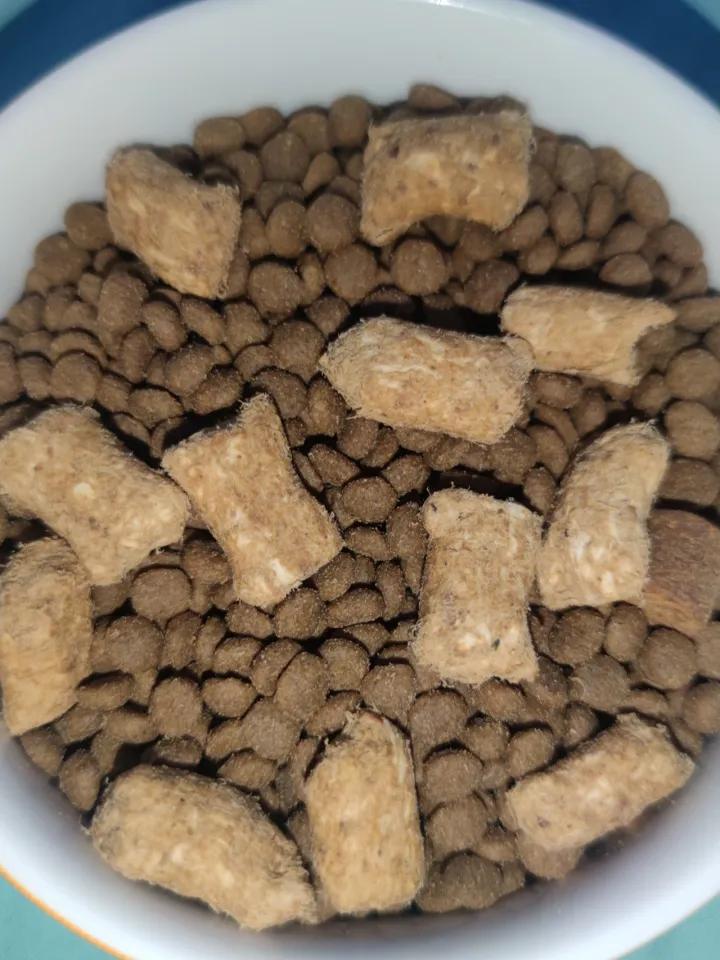 大猫总是咬主人怎么办,大猫老是咬新带回来的小猫怎么办