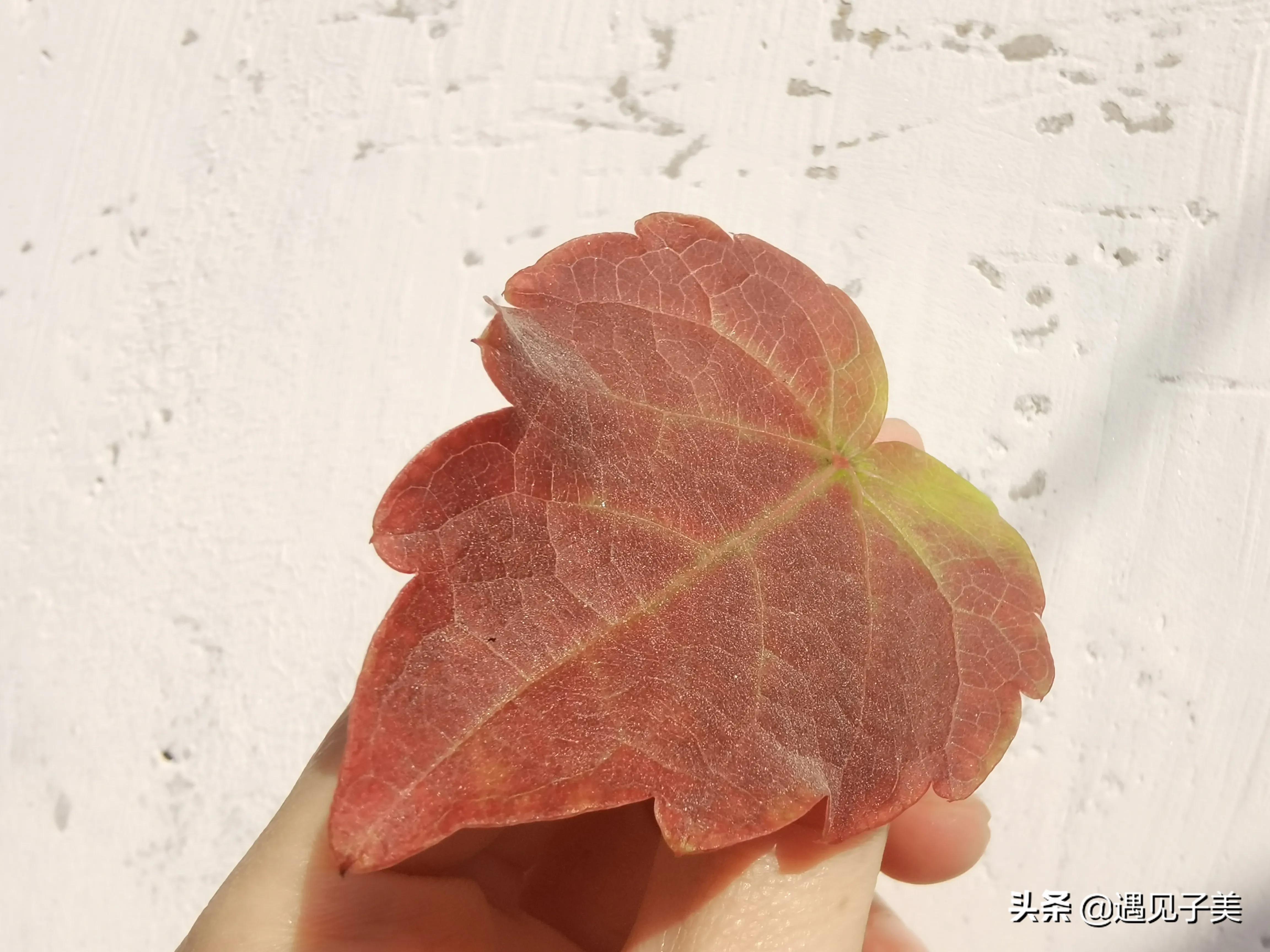 冬日的阳光哲理散文,赞美冬季阳光优美的散文