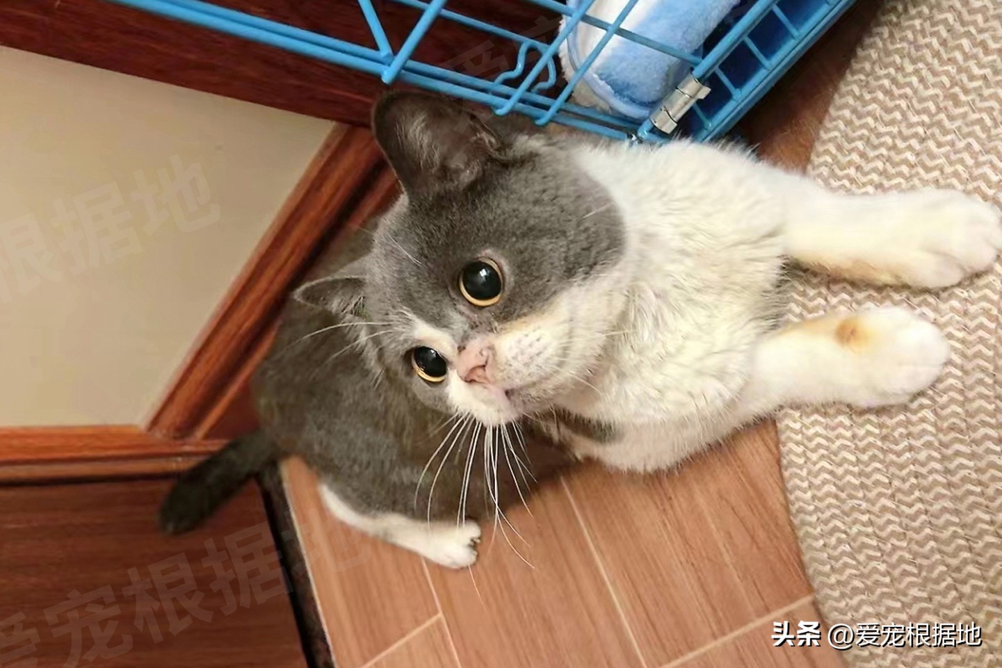 被主人拴着的猫,被邻居拴在楼道的小猫咪