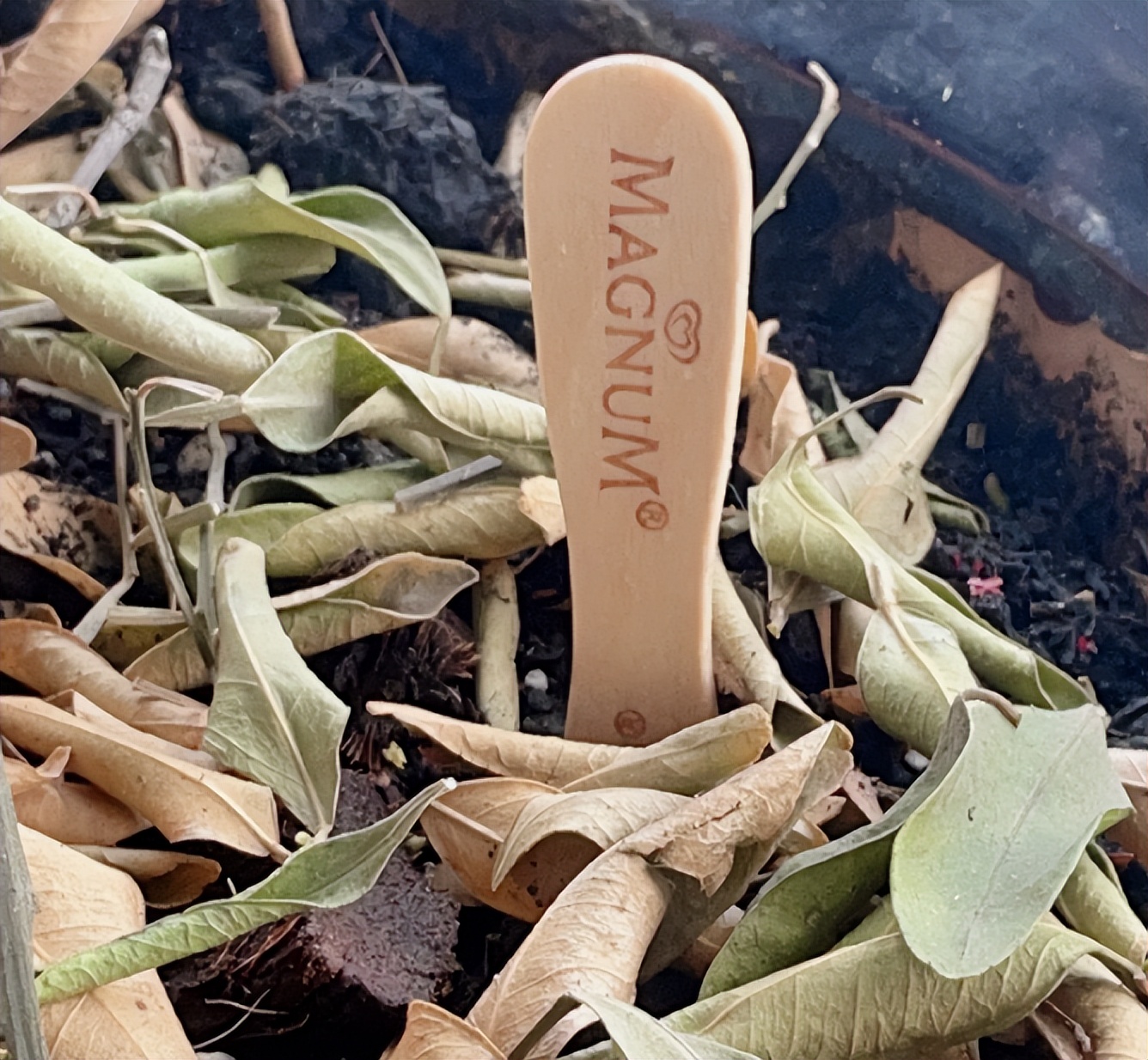 月季水浇多了叶子萎蔫还能活吗,杜鹃花水浇多了叶子蔫了如何处理