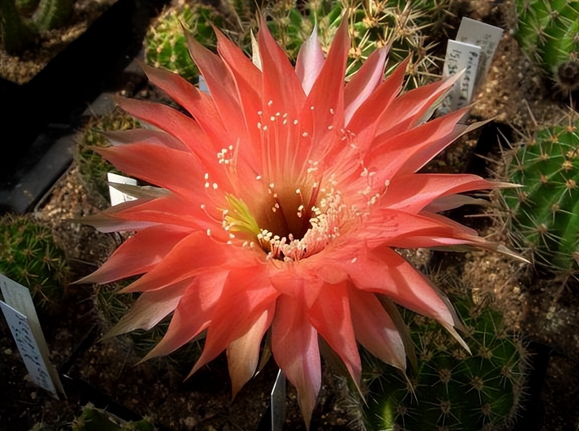 草球牡丹锦仙人球,大花彩草仙人球经典品种