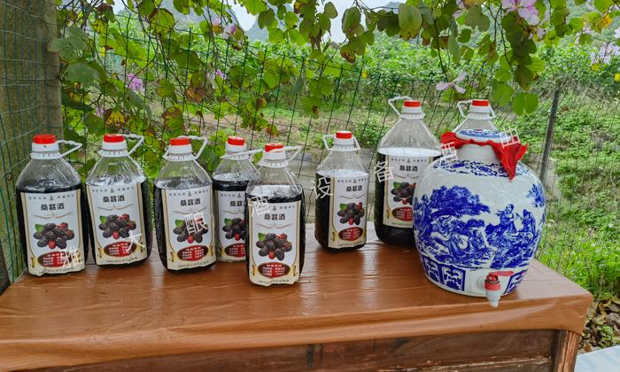 酿造桑葚酒正宗制作方法,怎样泡桑葚酒和制作桑葚果酒