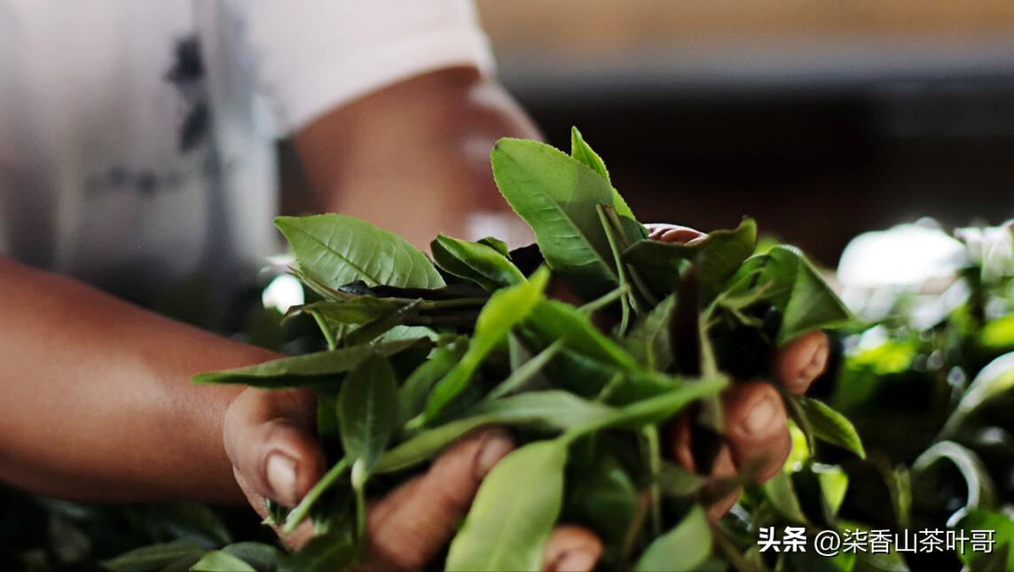 喝茶是一个享受愉悦的过程，选好茶喝好茶。