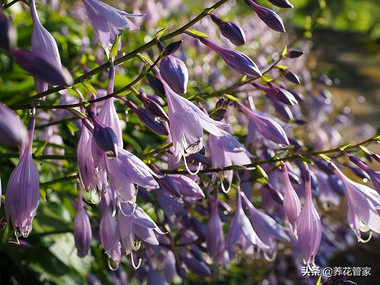 北阳台植物盆栽推荐,北阳台花卉盆栽