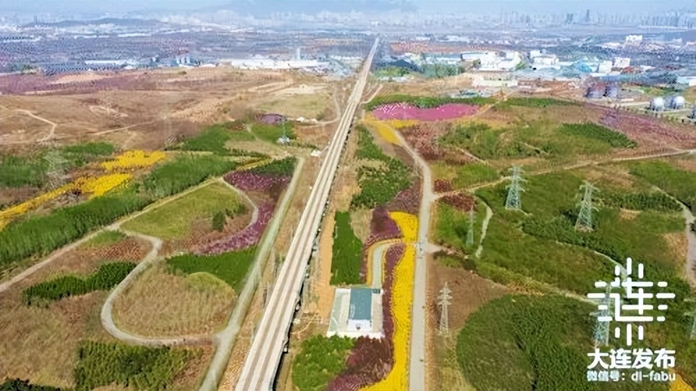 漫步大连,又是被“圈粉”的一天