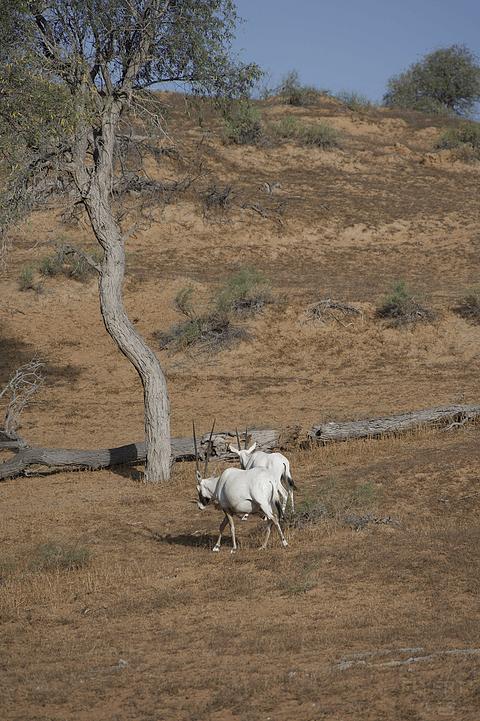 阿联酋丽思卡尔顿,阿联酋野奢帐篷