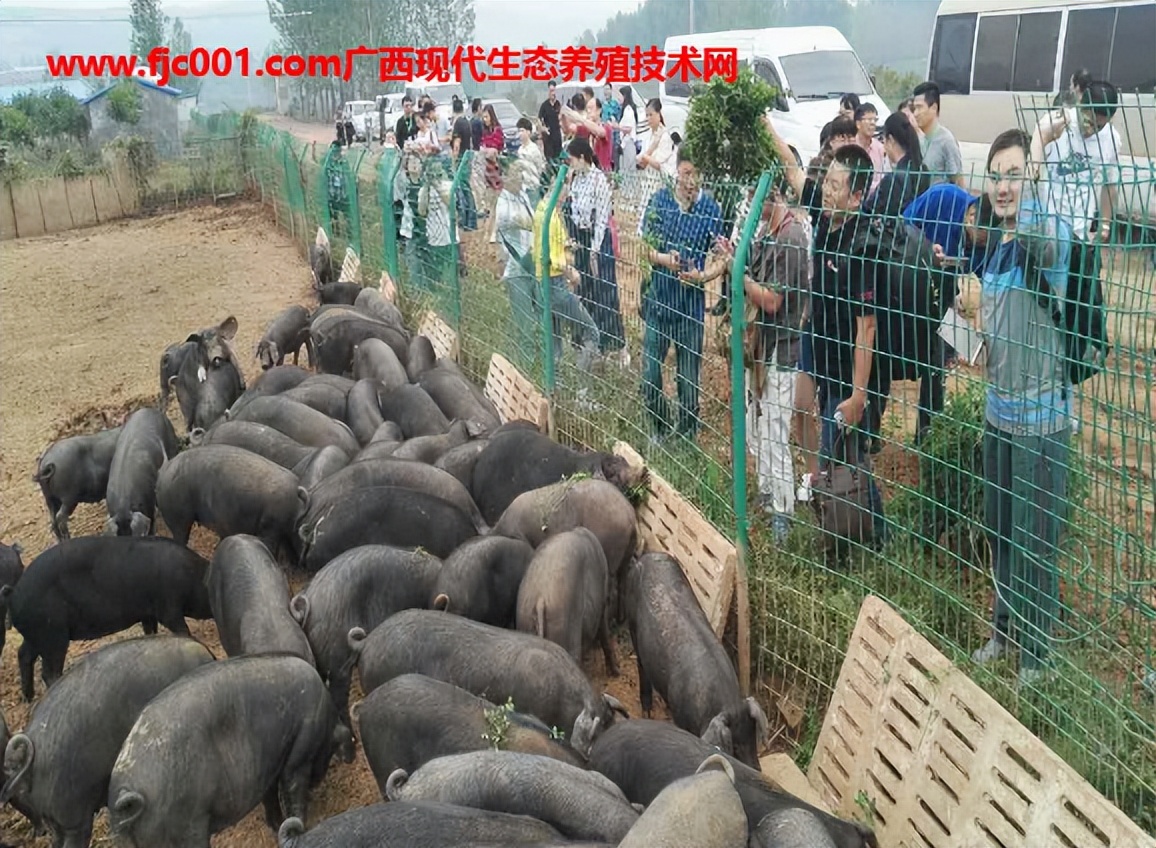 加强型活力99生酵剂—以高浓度乳酸菌，更好用的专业益生菌发酵剂