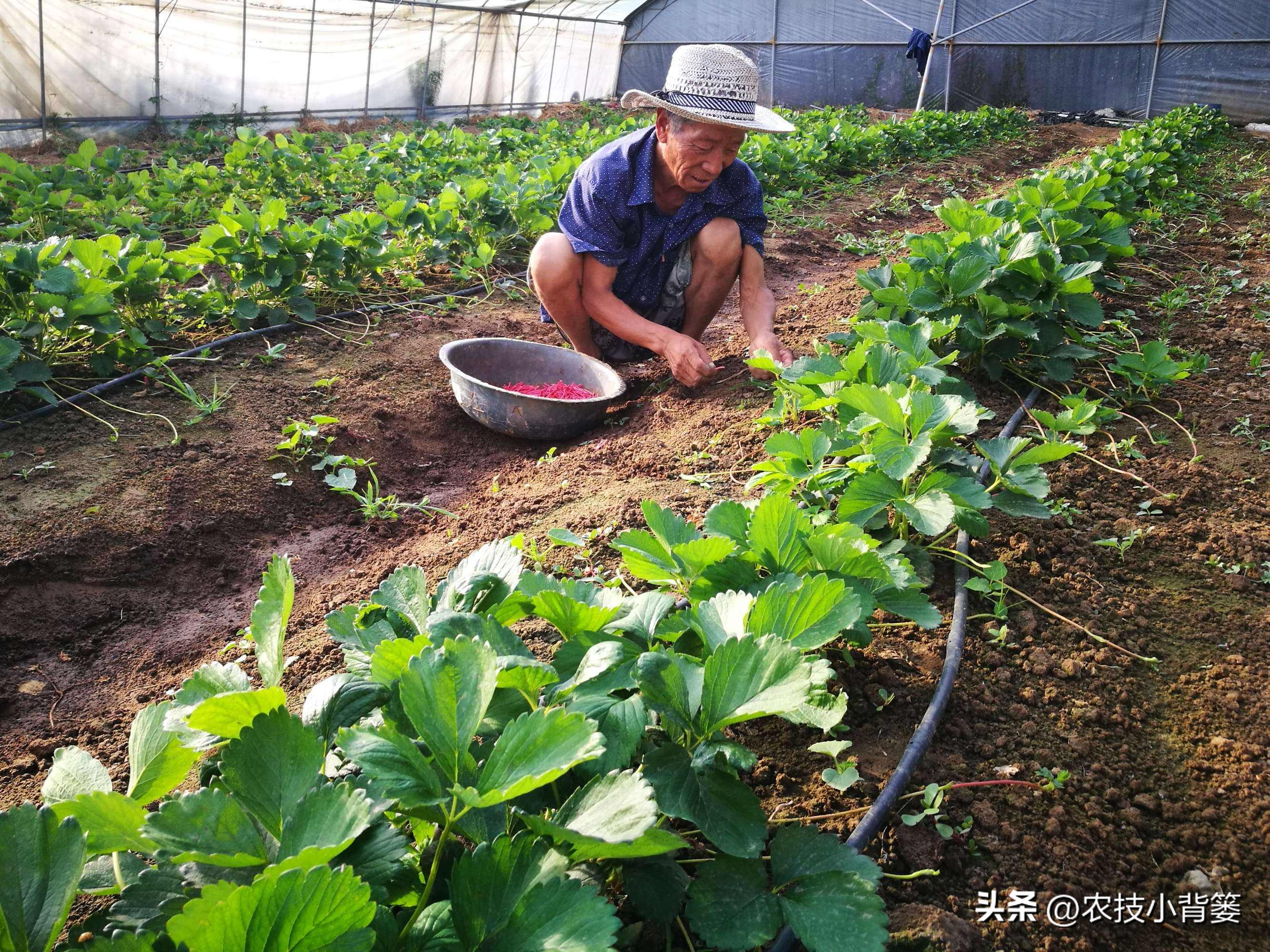 草莓的种植方法不用营养土种草莓,种草莓如果草莓苗有根如何种植