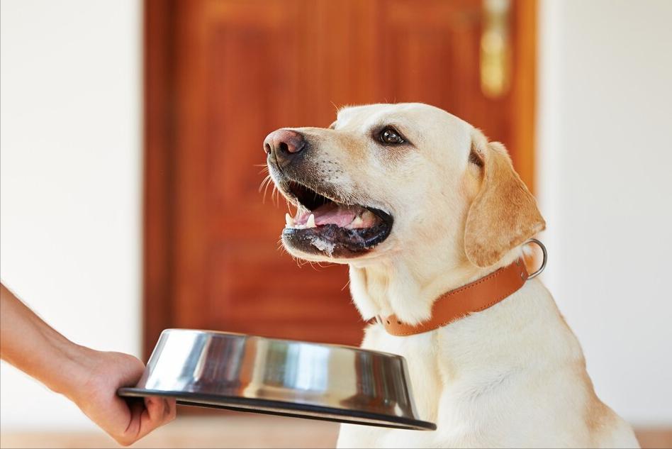 狗狗放屁巨臭，多半是这四个原因，平时记得多留意