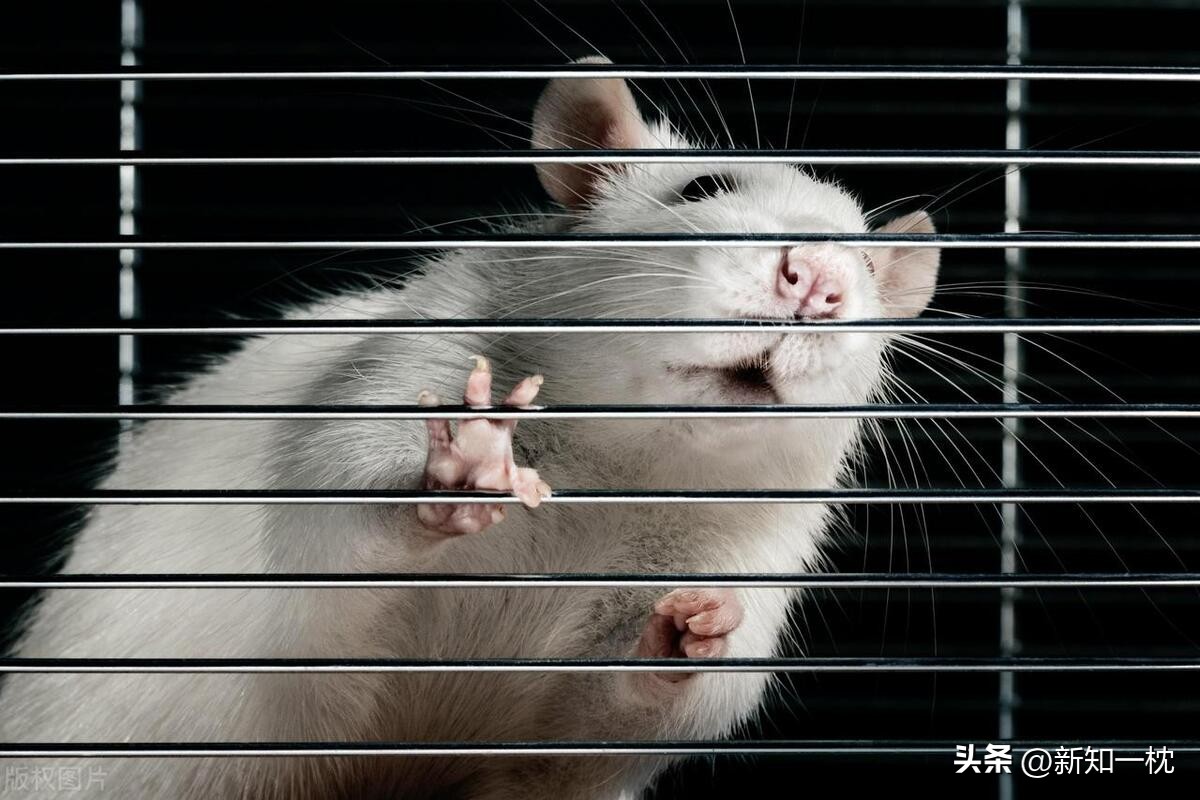 大象害怕老鼠的原因,害怕老鼠是什么原因