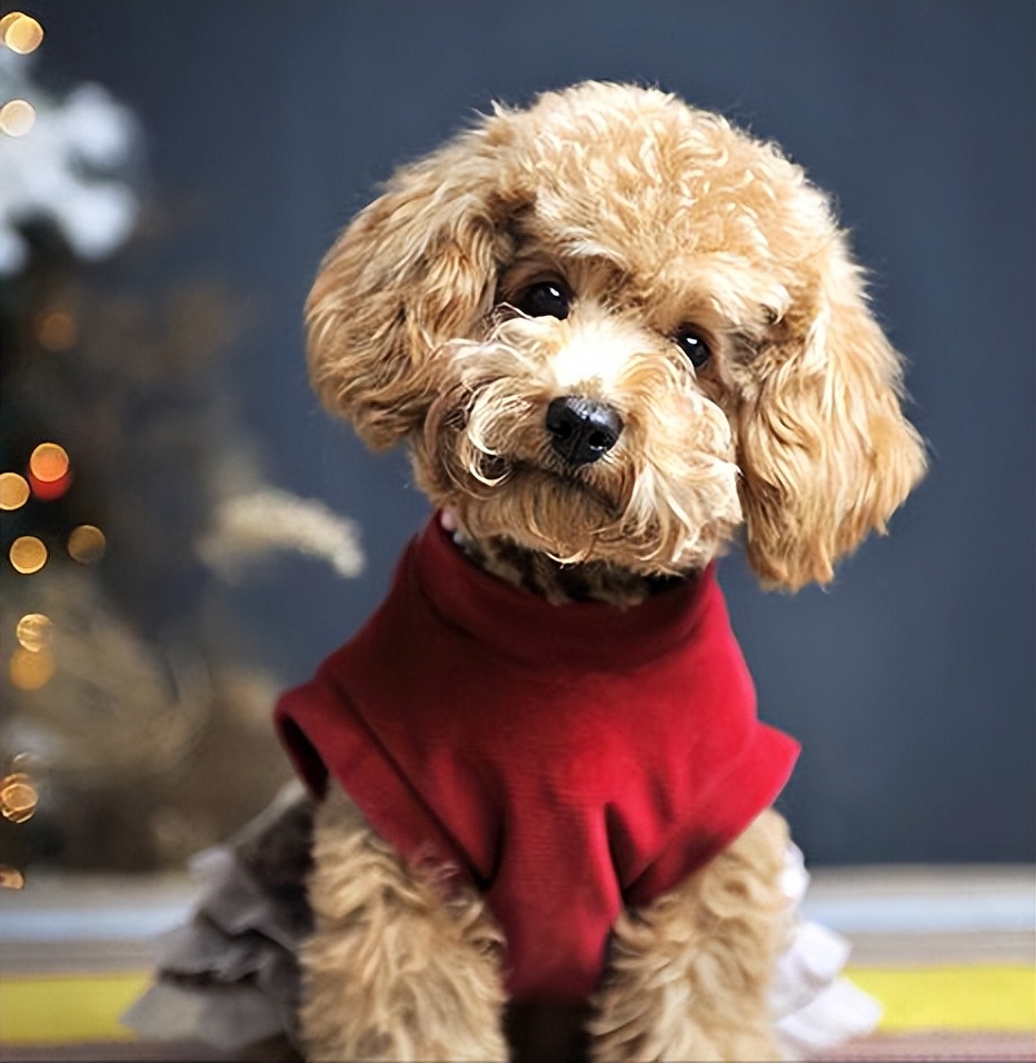 泰迪频繁“舔人”，是想告诉你这6件事，别再忽略了