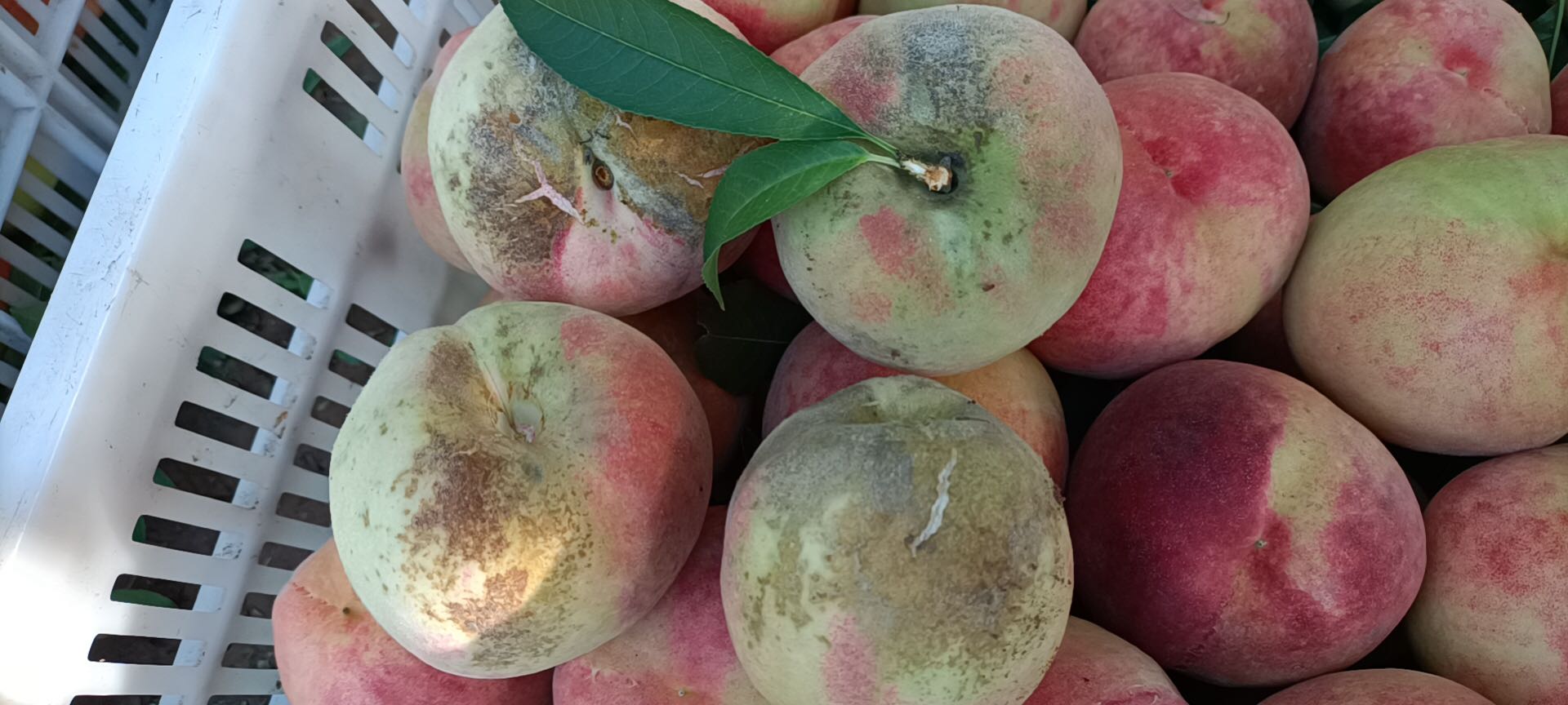 桃黑斑病特效药,桃黑点病新治疗方案