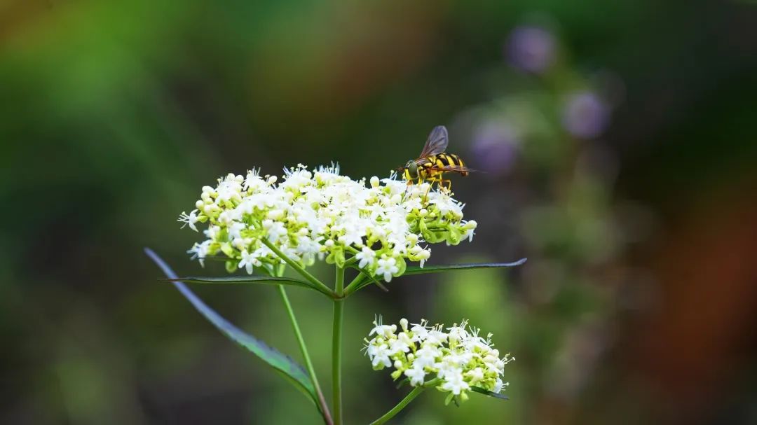 适马150-600dgdn镜头评测,适马150-600dg和s版