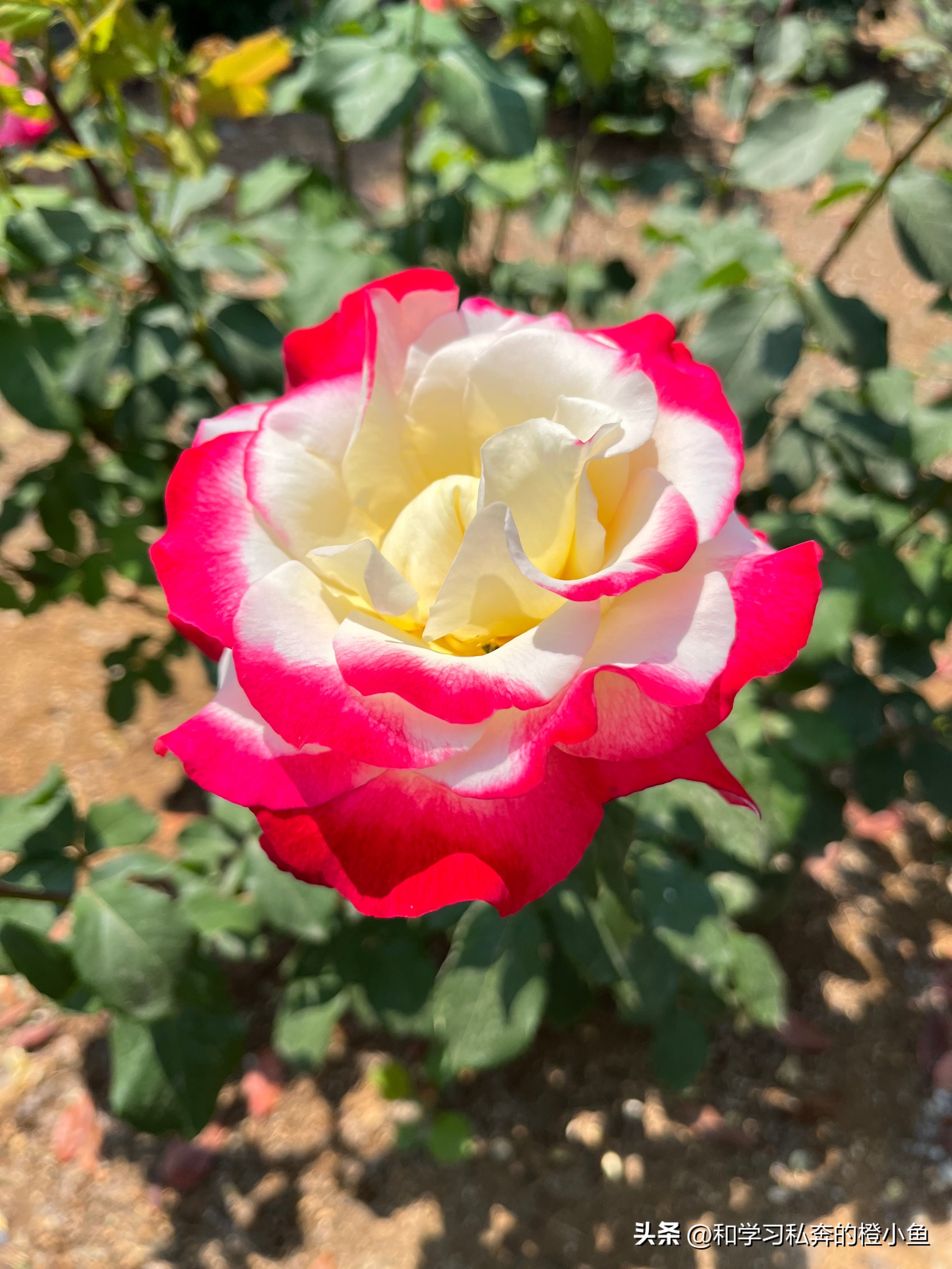 孕妇31周小肚子痛怎么回事,32周孕妇的苦与甜