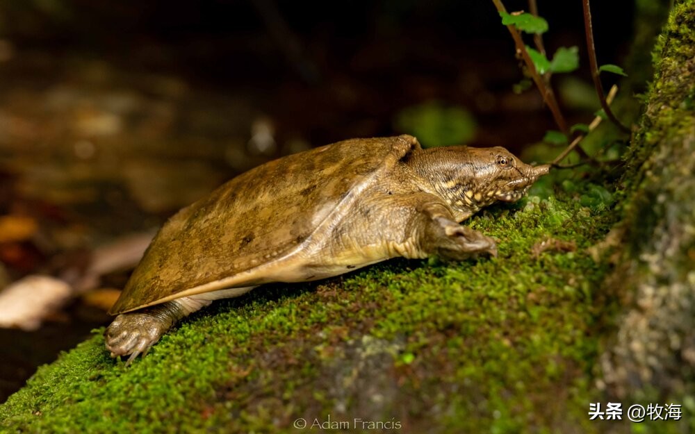 生态养鳖一亩地放多少只,养一亩中华鳖效益有多高