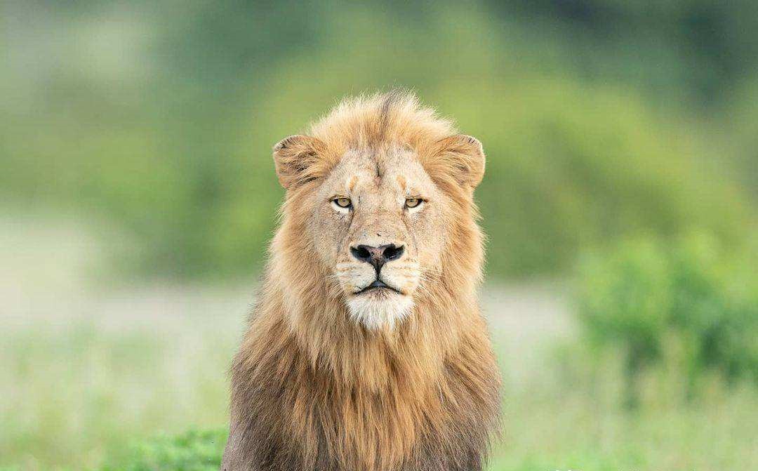 动物交配六亲不认,流浪雄狮长大后,若是遇到自己的母亲怎么办?