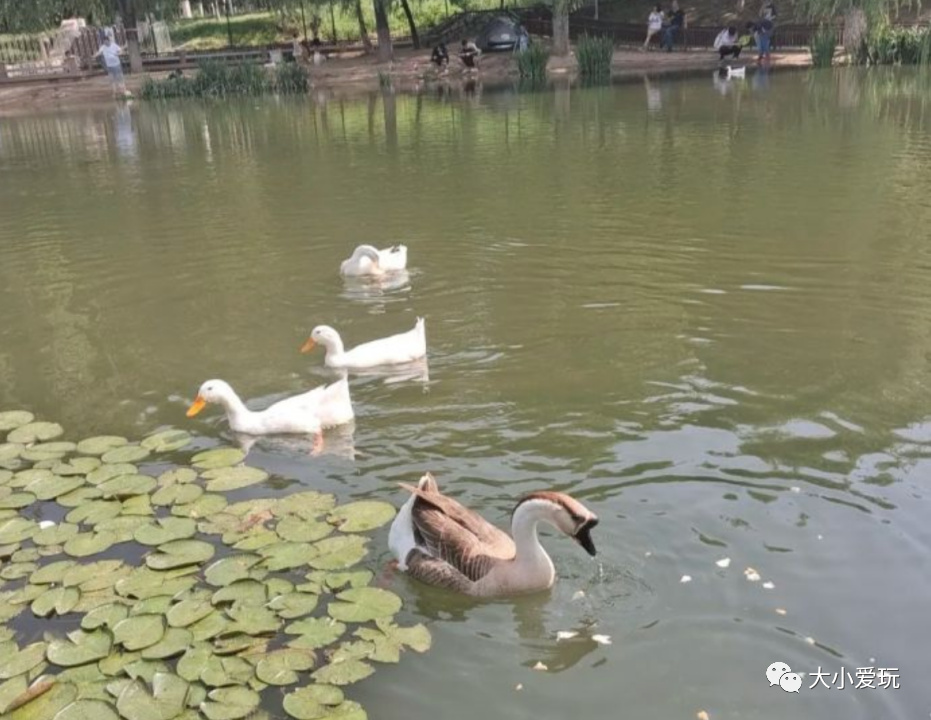 滨河公园带娃玩水,推荐一个好地方滨河公园