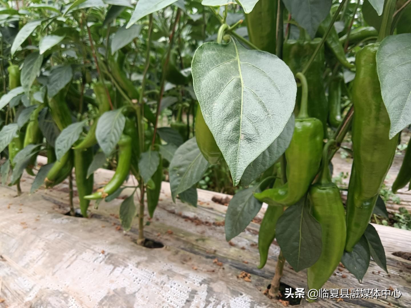 聚宝温室大棚,聚宝棚