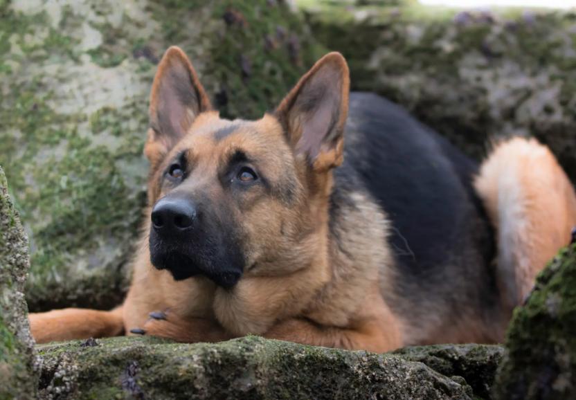 告诉狗狗秘密,告诉你一个秘密养猫就要养暹罗猫