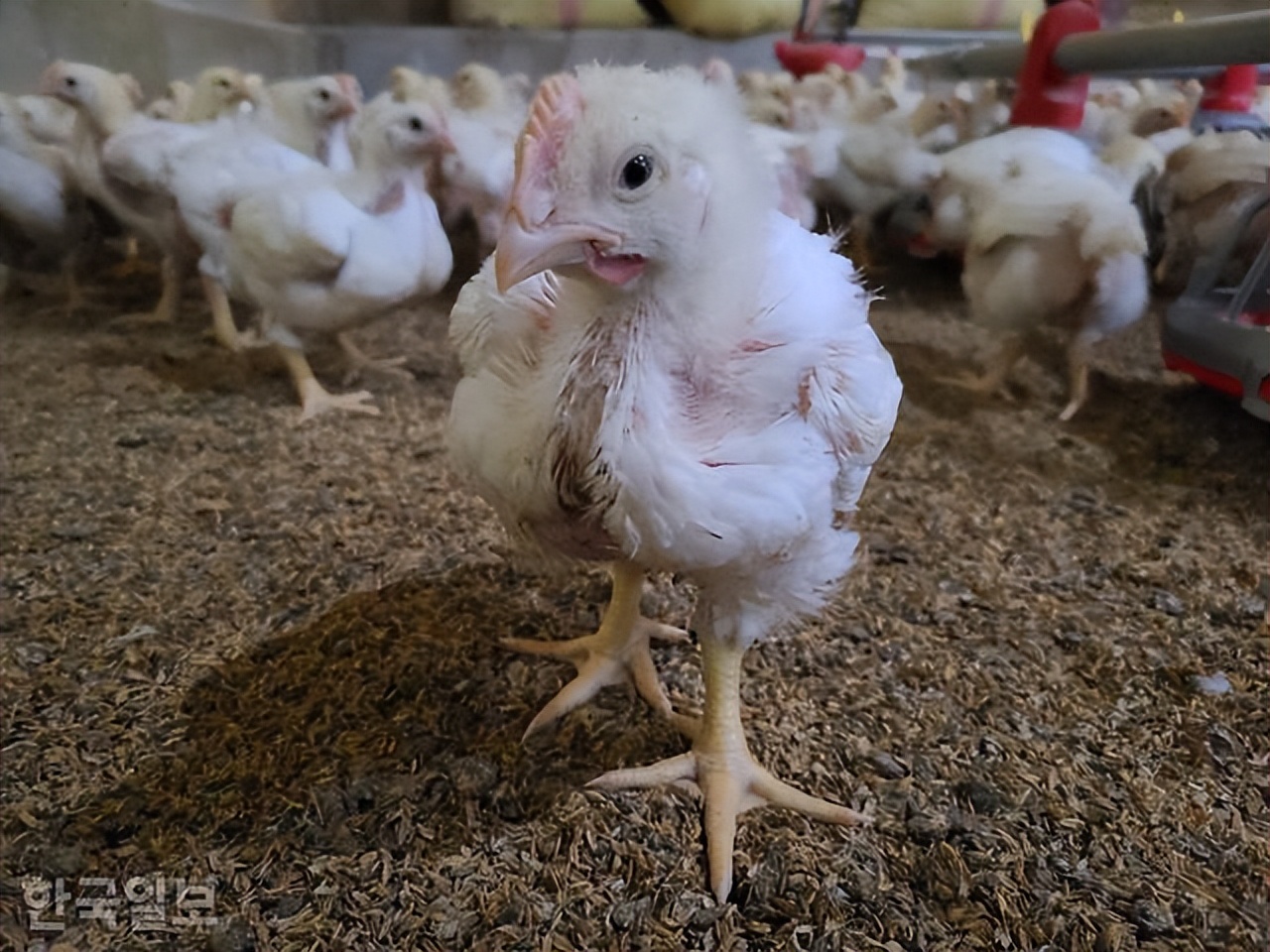 韩国物价震惊外国人,韩国物价暴涨的后果