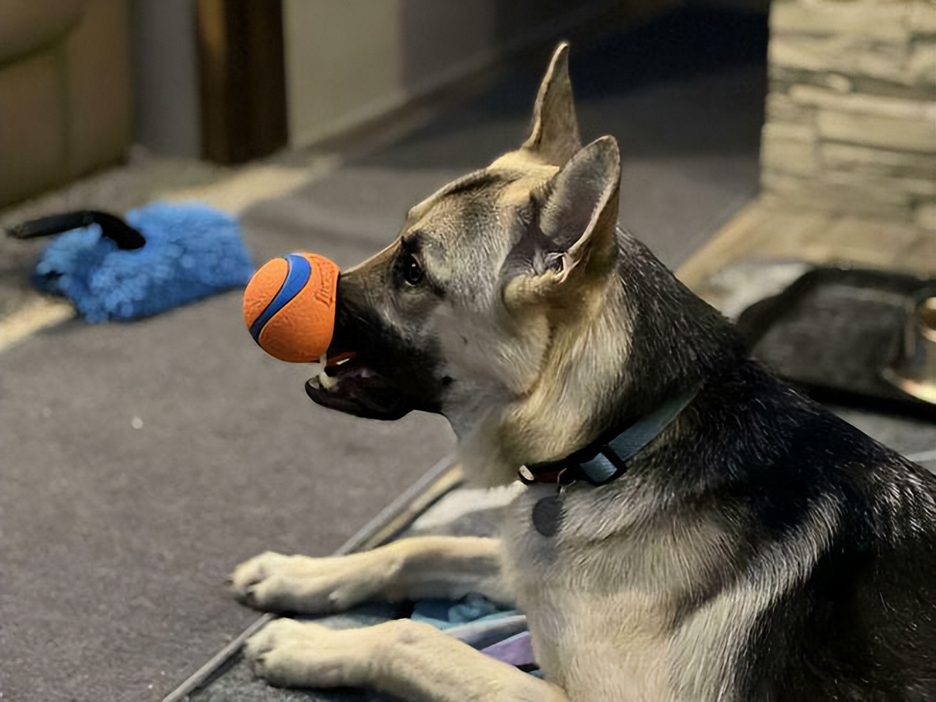 一身反骨的狗狗也有温柔的一面,天生反骨狗狗