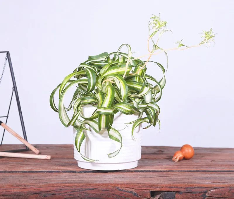 发财树绿萝吊兰怎么养怎么换盆,发财树绿萝金钱树这类花怎样养护