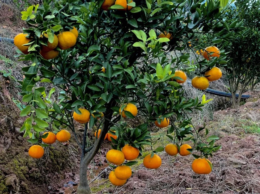 成都旅游豌豆尖,成都仰天窝近郊爬山推荐