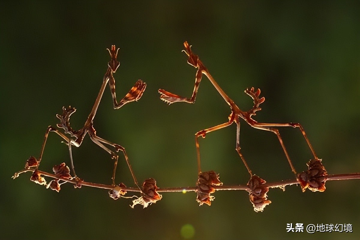 十大深海神秘巨型生物图片,天空拍到的像水母生物图