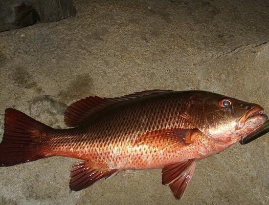 最常见的50种食用鱼吃法和价格,十种常用食用鱼类介绍