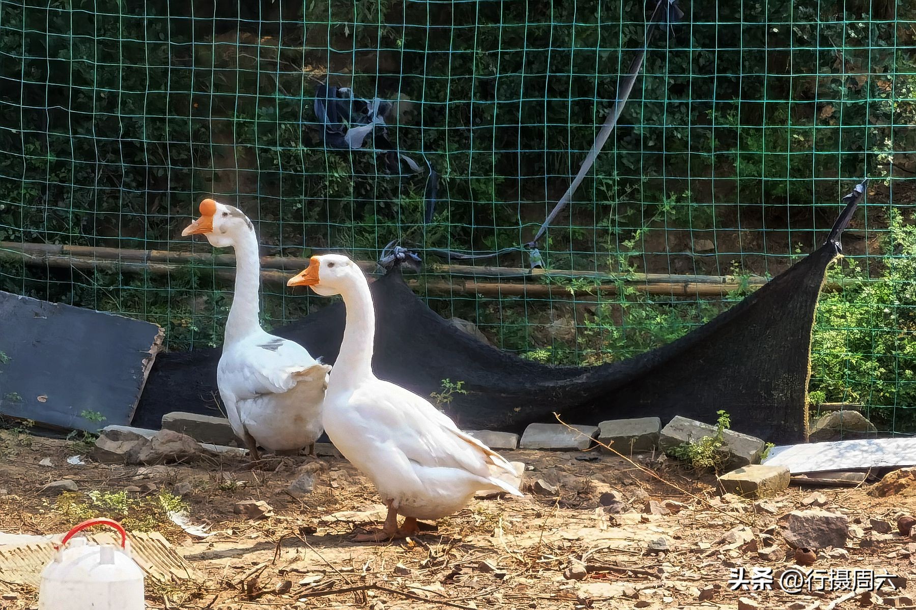 农村养跑山鸡前景,养殖1000只跑山鸡的成本和利润