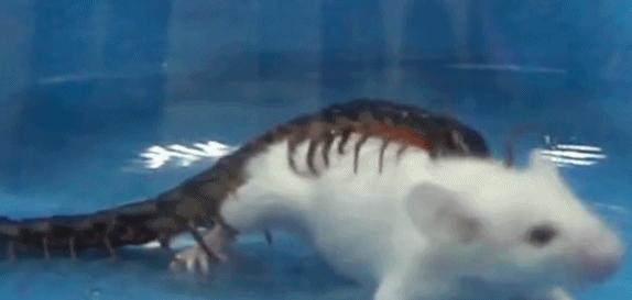 蜈蚣为什么是特别毒的虫,一般蜈蚣的毒性有多强