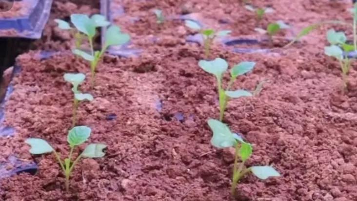 分享花菜好吃做法,分享农作物种植技巧